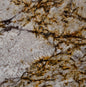 Delicatus Gold Granite